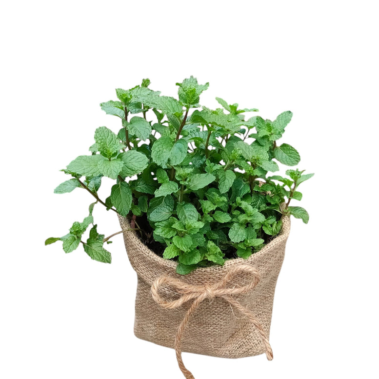Herb Plant Gifting