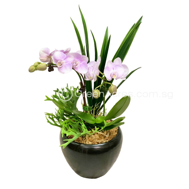 Mini Phalaenopsis