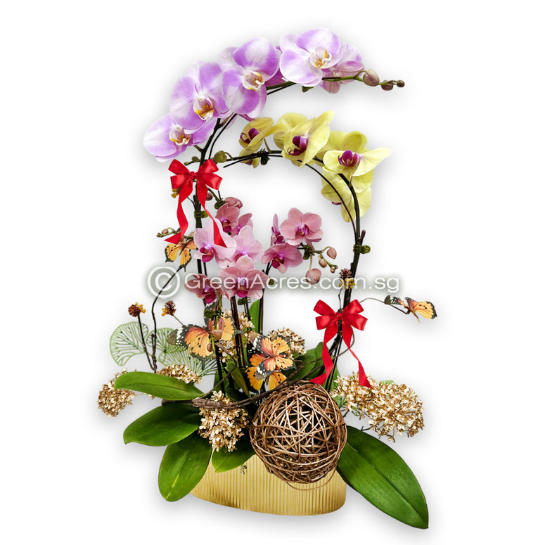 Phalaenopsis orchid Arrangement 02