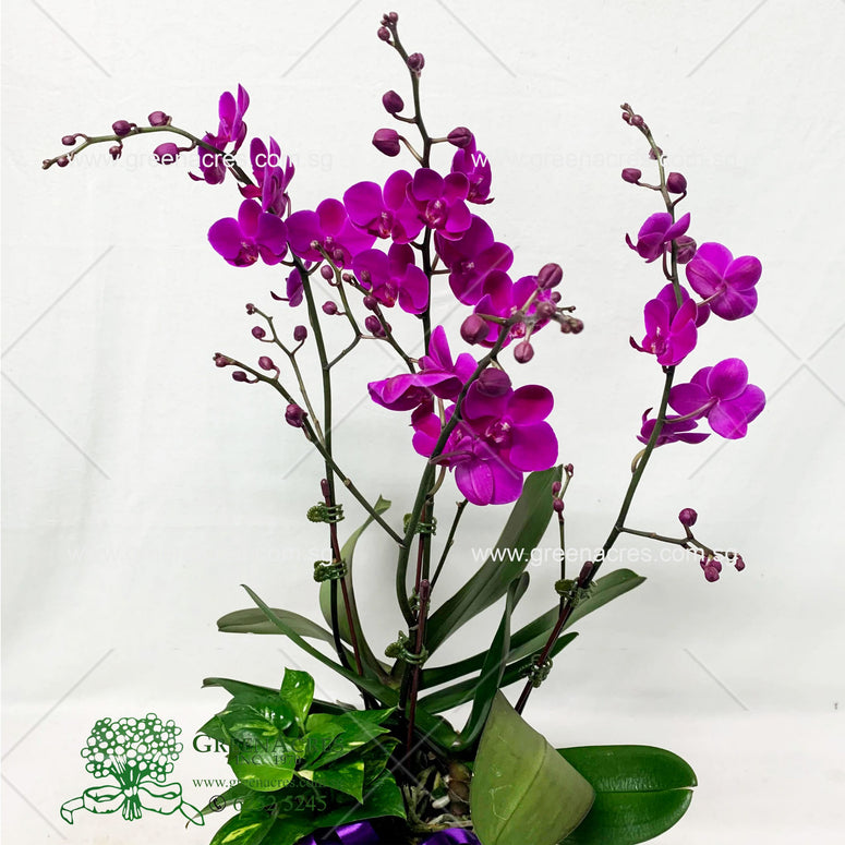 Phalaenopsis orchid gift II