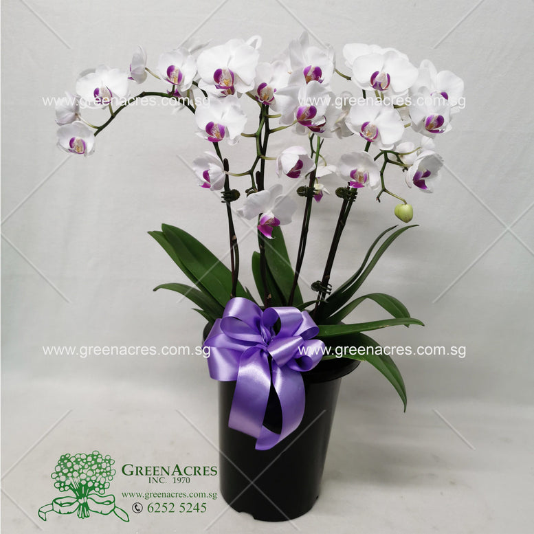Phalaenopsis Orchid Gift in Tall Pot