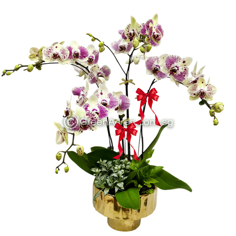 Phalaenopsis orchid Arrangement 01
