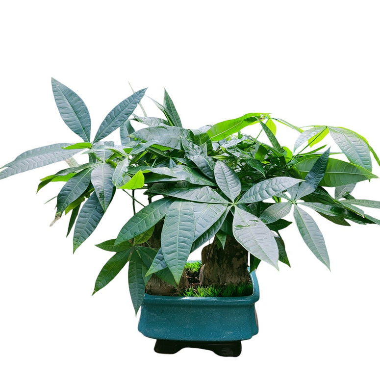 Pachira Aquatica (Tabletop)