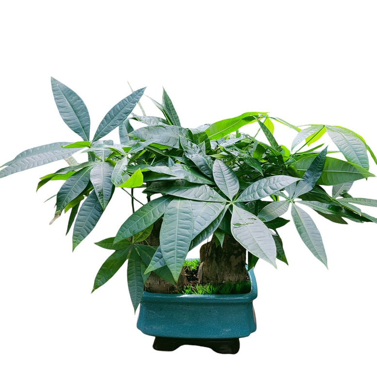 Pachira Aquatica (Tabletop)