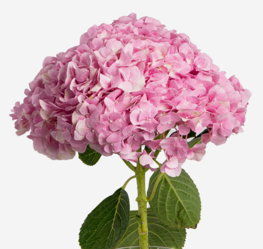 Hydrangea
