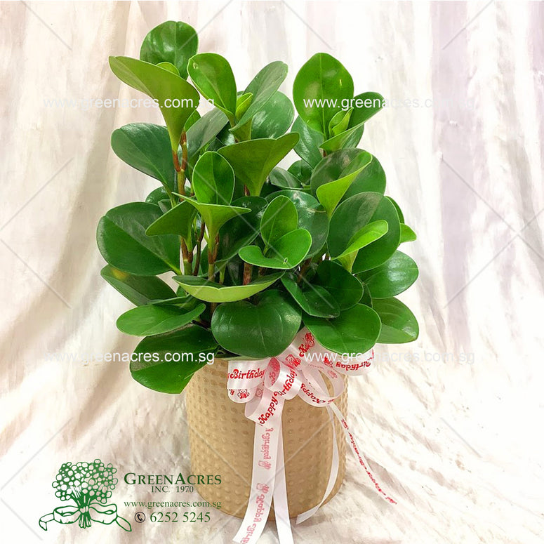 Peperomia gift set