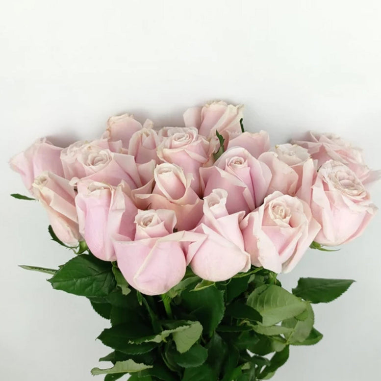 Rose only