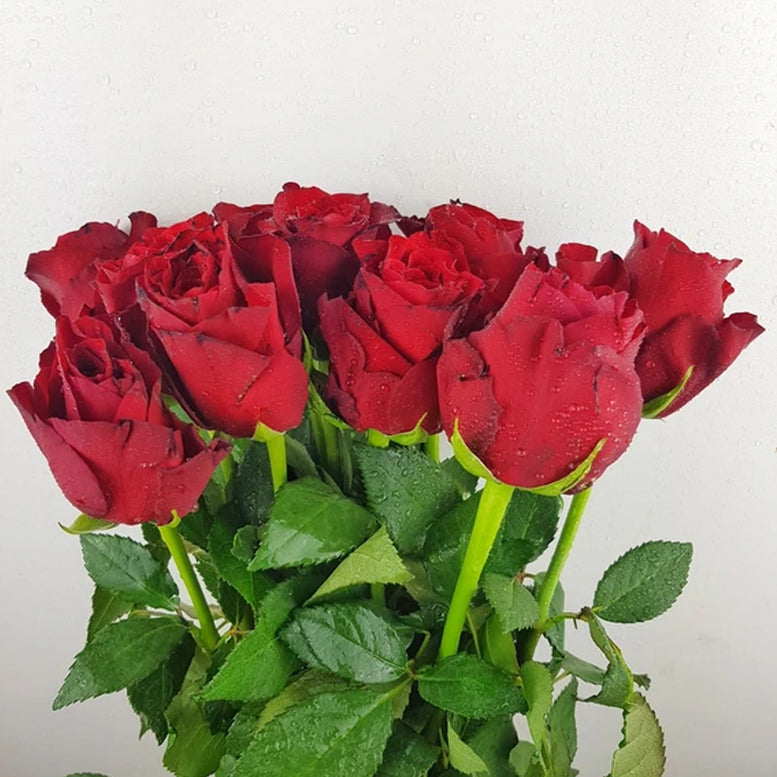 Rose only