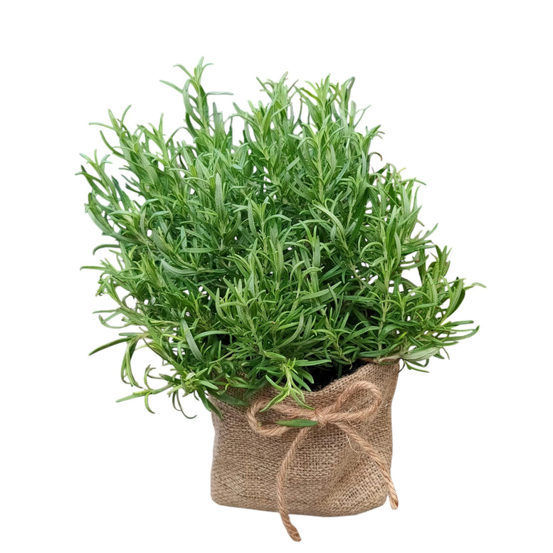 Herb Plant Gifting