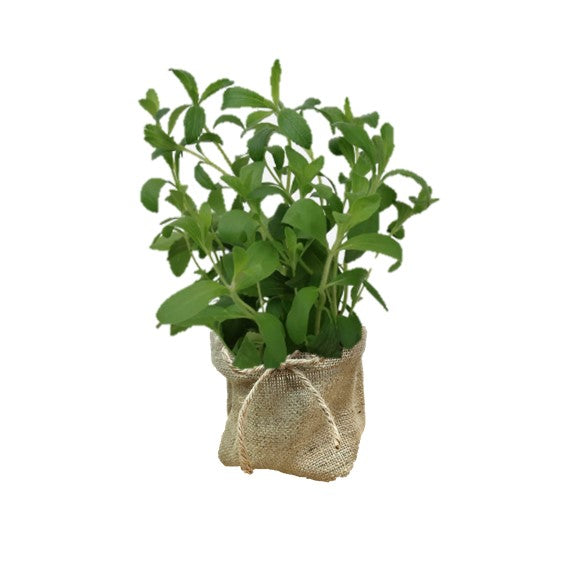 Herb Plant Gifting