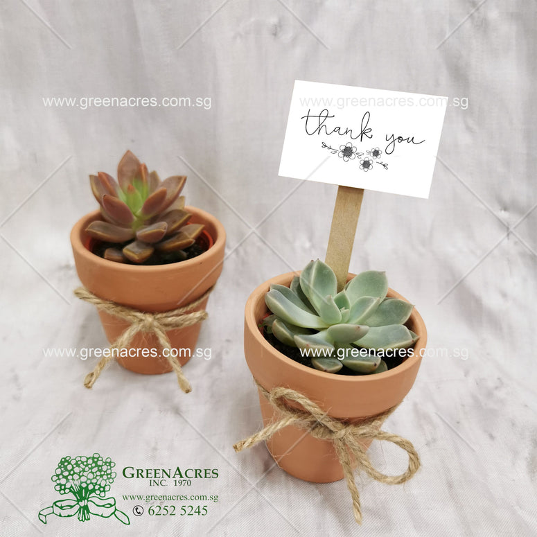 Succulent door gift - 2 Random Pots