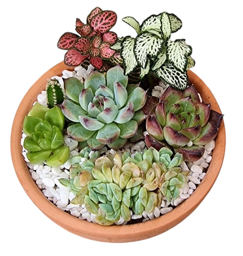 Succulent Gift