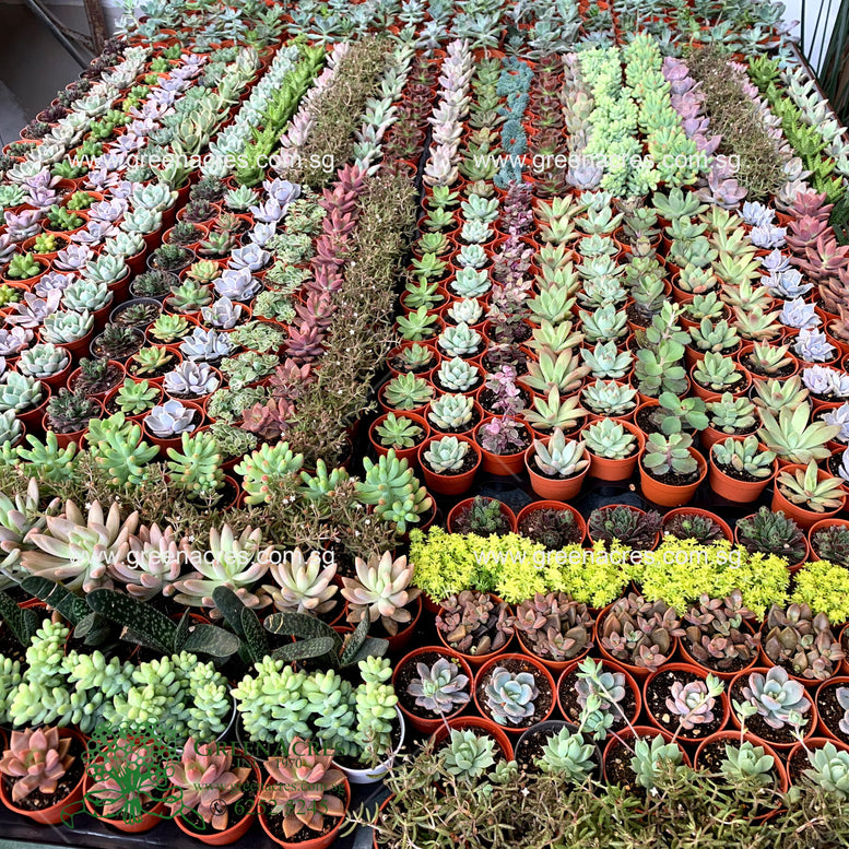 Auto Watering pot with mini Succulent Gift Pack - Op B