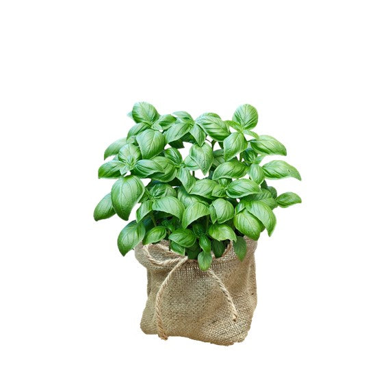 Herb Plant Gifting