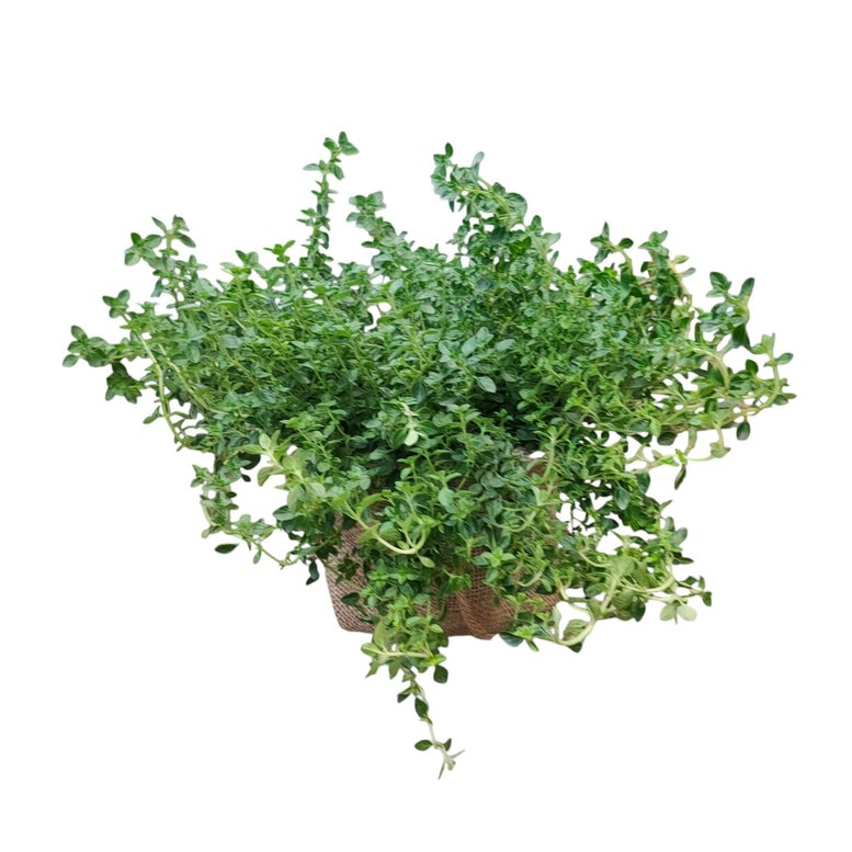 Herb Plant Gifting