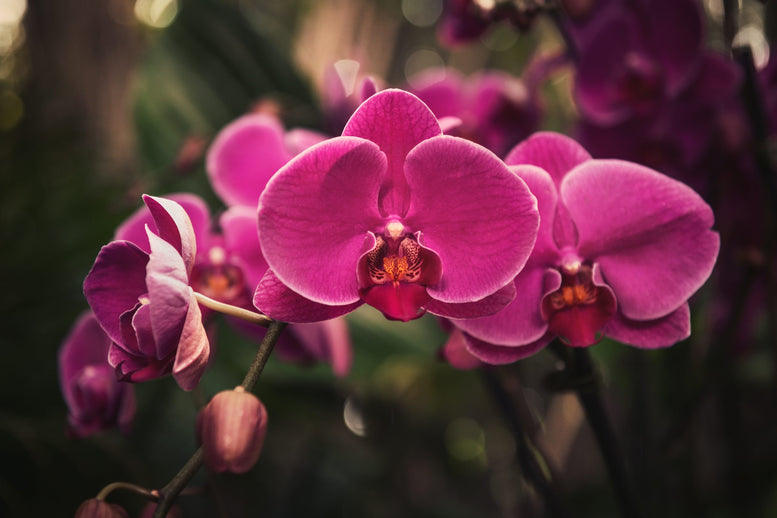 Golden Returns - Phalaenopsis