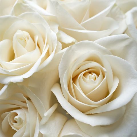Rose Boutonniere / Corsage