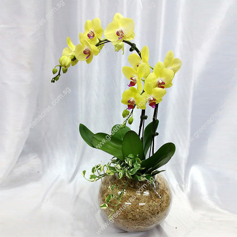 Phalaenopsis -2in1