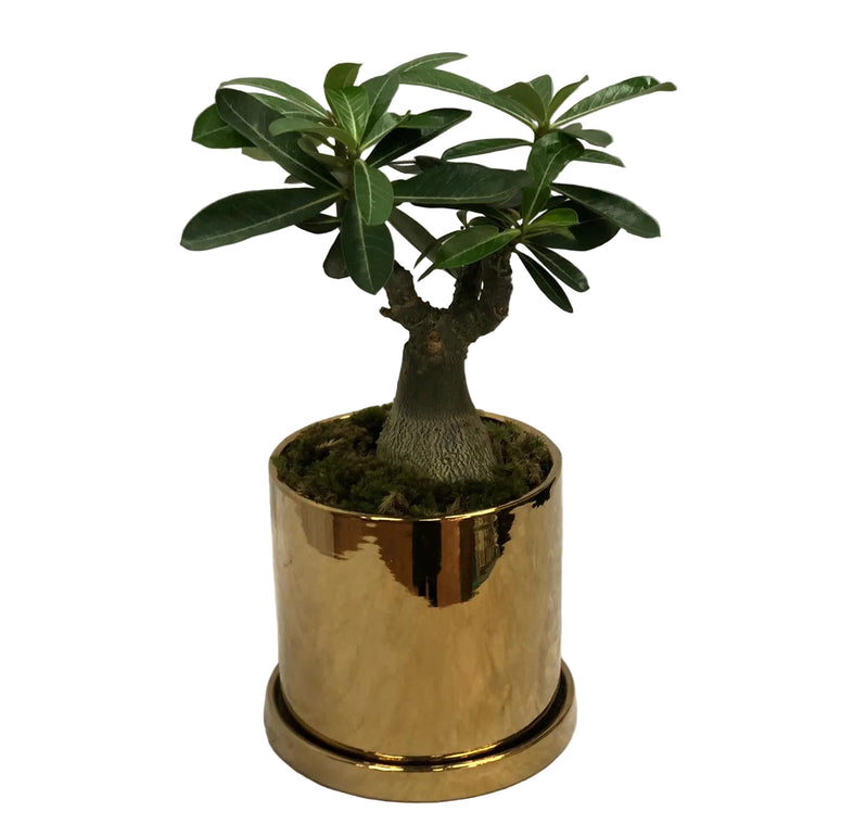 Desert Rose