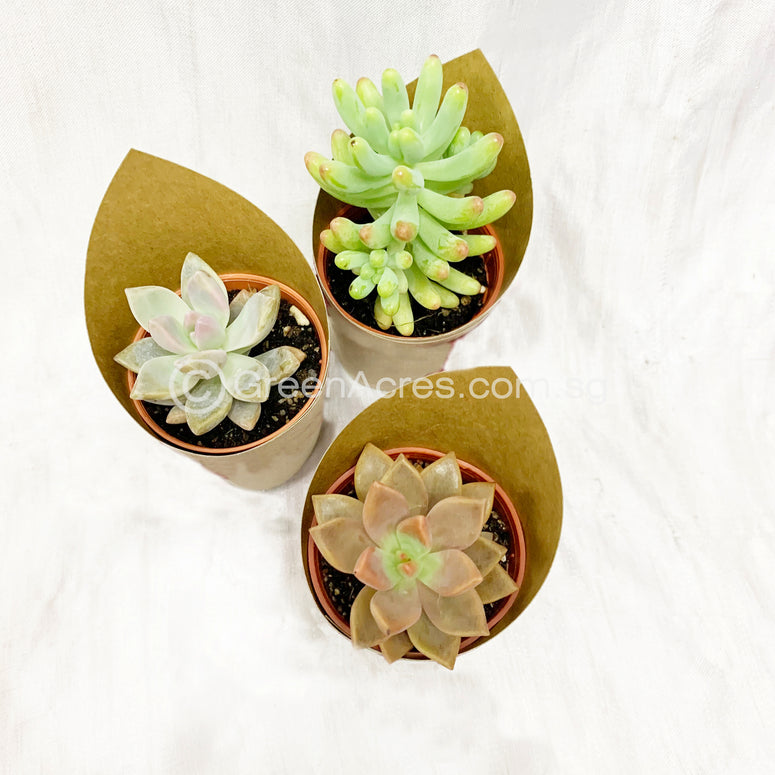 Assorted Mini-Size Succulent/Cactus Gift - 3 Random Pots