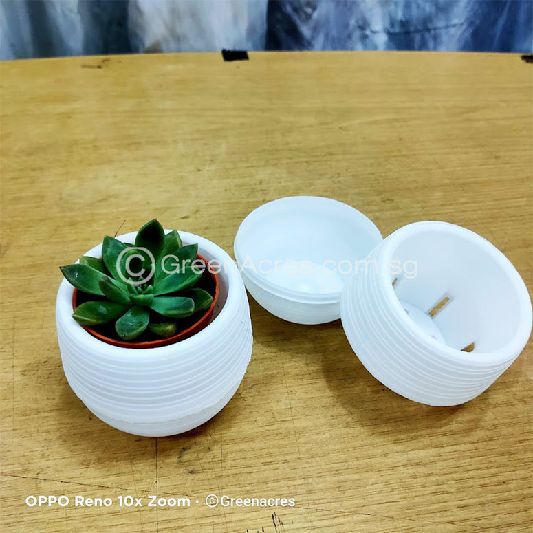 Auto Watering pot with mini Succulent Gift Pack  - Op A