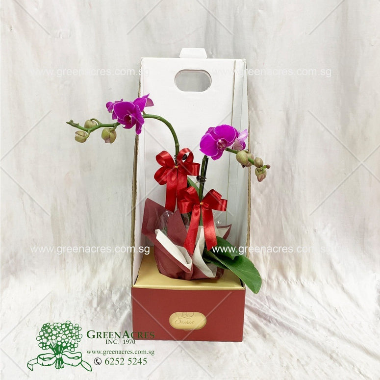 Phalaenopsis Orchid Gift Set