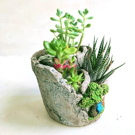 Potted Assorted Succulent