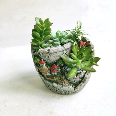 Potted Assorted Succulent