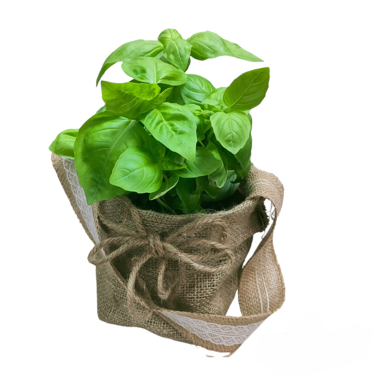 Herb Plant Gifting