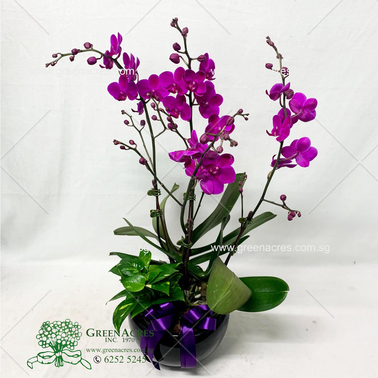 Phalaenopsis orchid gift II