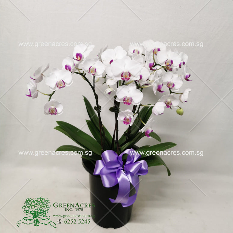 Phalaenopsis Orchid Gift in Tall Pot