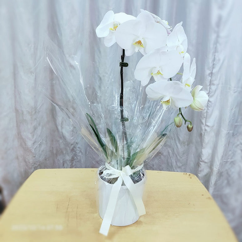 Gift wrapped Orchid
