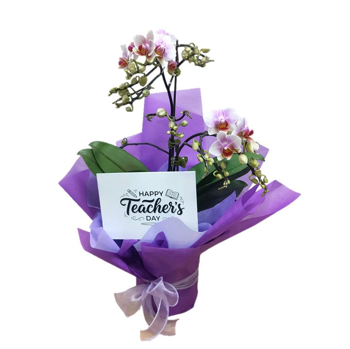 Serenade Orchid Pot
