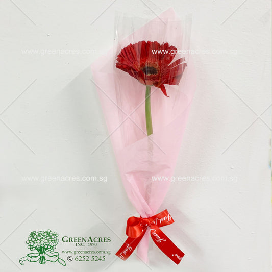 Single Stalk Gerbera