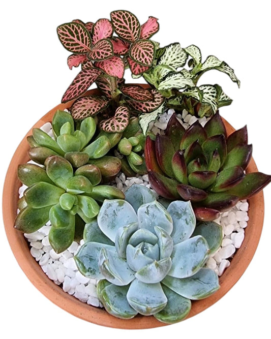 Succulent Gift