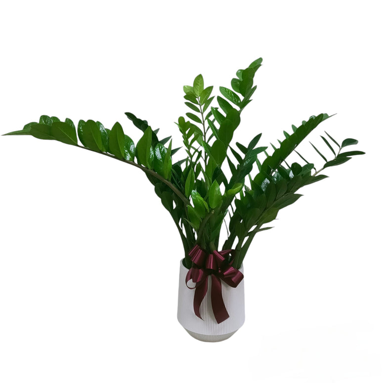 Plant Gift Set PGS-1